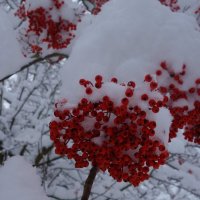 На чисто-белом покрывале снега, Рябины красной куст огнём горит.... :: Галина 