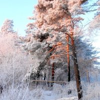 Зимний день :: Елена 