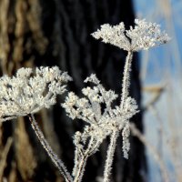 Белые и нежные,цветочки снежные. :: nadyasilyuk Вознюк