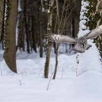 бородатая неясыть. :: юрий макаров