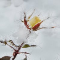 Замерзшая роза не чувствует холод,  в игольчатых звездах- снежинках красуясь... :: Надежда Куркина