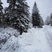 Заснеженная аллея :: Александр Синдерёв