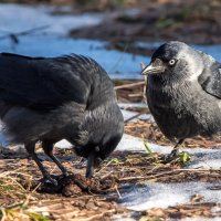 Галки (5) :: Владимир Безбородов