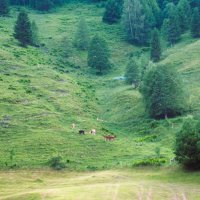 На Альпийских лугах :: Галина Шеина-Мюльдорфер