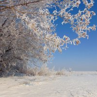 Белое безмолвие. :: nadyasilyuk Вознюк