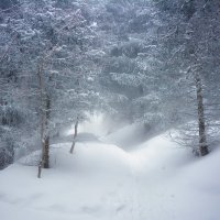 В горном лесу :: Горный турист Иван Иванов