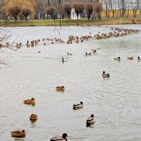 зимующие утки :: Александр Прокудин