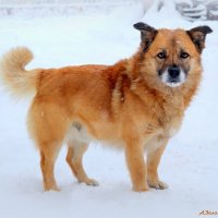 Хороший хозяин в такую погоду из дома не выгонит.. :: Андрей Заломленков