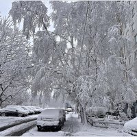 Белый день. :: Валерия Комова