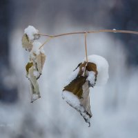 Осенние листья в снегу :: Александр Синдерёв