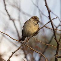 Взгрустнулось :: Светлана Тихонина