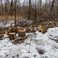 санитарная вырубка :: Сергей Лындин