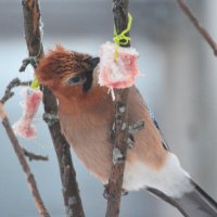 сойка :: леонид логинов