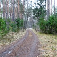 Сосновый бор в конце января (репортаж из поездок по области). :: Милешкин Владимир Алексеевич 