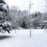 Городской парк после ночного снегопада. :: Милешкин Владимир Алексеевич 