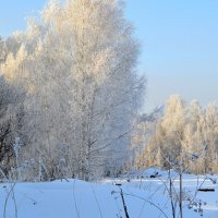 Зимний полдень в лесу :: Татьяна Лютаева