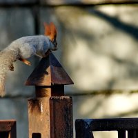 Бег по полосе с препятствиями... :: Николай Саржанов