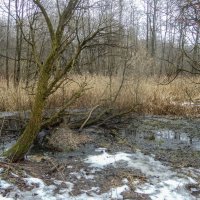 заболоченные берега Чурилихи :: Сергей Лындин