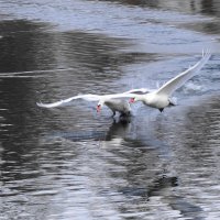 Водоплавающие в городском парке :: Рита Симонова