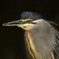 Зелёная кваква. :: Alexander Amromin Зелёная кваква. :: Alexander Amromin