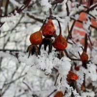 В зимних украшениях :: Ольга 