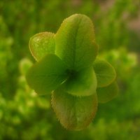 листья :: Александр Кольцов листья :: Александр Кольцов