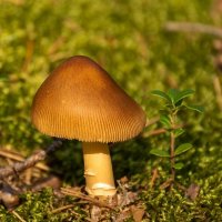 Интернет говорит, что это Поплавок шафранный (Amanita crocea) :: Игорь Сикорский