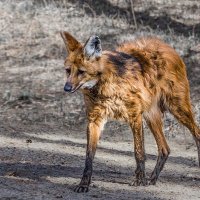 Красный волк :: SanSan 