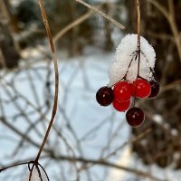 Аппетитные ягодки. :: Дмитрий Багмет