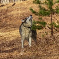 Тесей. :: leff Postnov