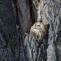 серая(рыжая) неясыть. :: юрий макаров