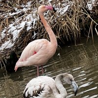 Весна!!!  Уж тает снег, бегут ручьи, В окно повеяло весною… Засвищут скоро соловьи, И лес оденется л :: "The Natural World" Александер