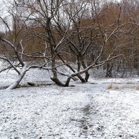 "Танцующие" деревья. :: Милешкин Владимир Алексеевич 