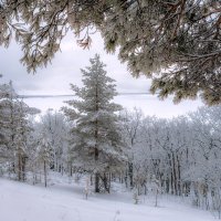 Загадок полон лес дремучий... :: Наталья Димова