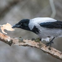 Вороне бог послал кусочек сала... :: Владимир Безбородов