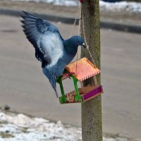 Танцы вокруг кормушки :: Светлана 