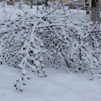 Кустарник засыпанный снегом :: Александр Синдерёв