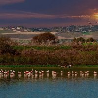 Flamingos at sunset :: Shmual & Vika Retro