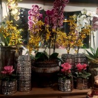 Среди зимы манящий дивный сад! :: Нина Андронова Среди зимы манящий дивный сад! :: Нина Андронова