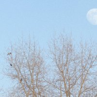 луна и сороки :: Лера 
