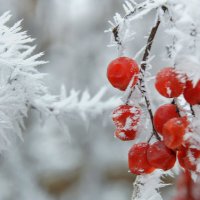 Зимний этюд :: Надежда Куркина