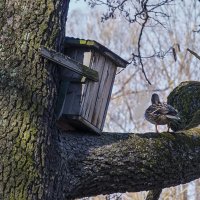 Утки прилетели. :: Александр 