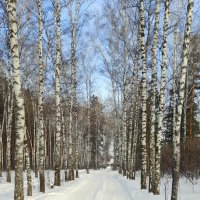 Февраль . Дорога в берёзовый рай . Сибирь . :: Мила Бовкун