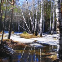 Февральская красота :: Людмила Смородинская