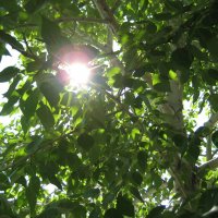 Тополь :: Anna Ivanova