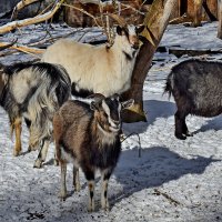 А поговорить ... :: Alexandеr P