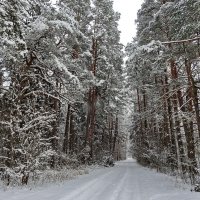 первый снег :: ИННА ПОРОХОВА