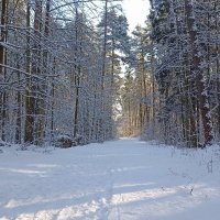 В лесу :: Татьяна Тюменка