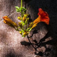 Гламурный ржавый заборъ :: Коля Лукашов