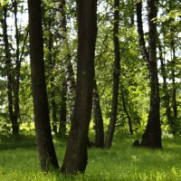 ... :: Александр Кольцов